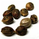 Семена марихуаны АК-47  (Seeds AK-47) в Нефтекамске